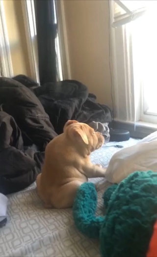 incognito